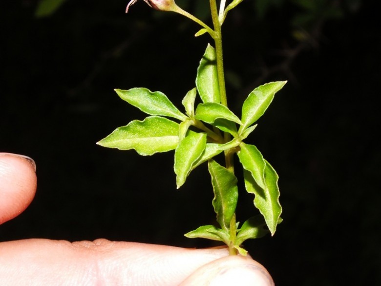 Xem thêm hình ảnh cây Trân châu nhị dài - Lysimachia lobeloides