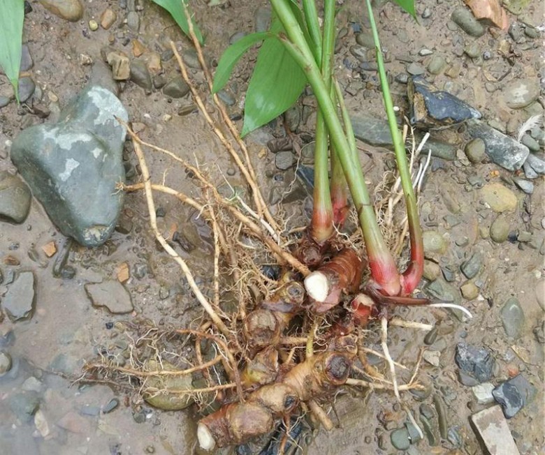 Hình ảnh củ Riềng nếp tươi
