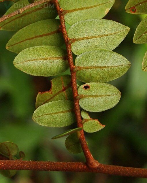 Hình ảnh mặt sau của lá cây Rè đẹp, Chua ngút hoa đẹp - Embelia pulchella Mez