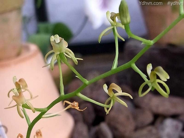 Tỏi tai dê lá có cuống, Nhẵn diệp cuống - Liparis petiolata (D. Don) Hunt et Summerh, thuộc họ Lan - Orchidaceae.