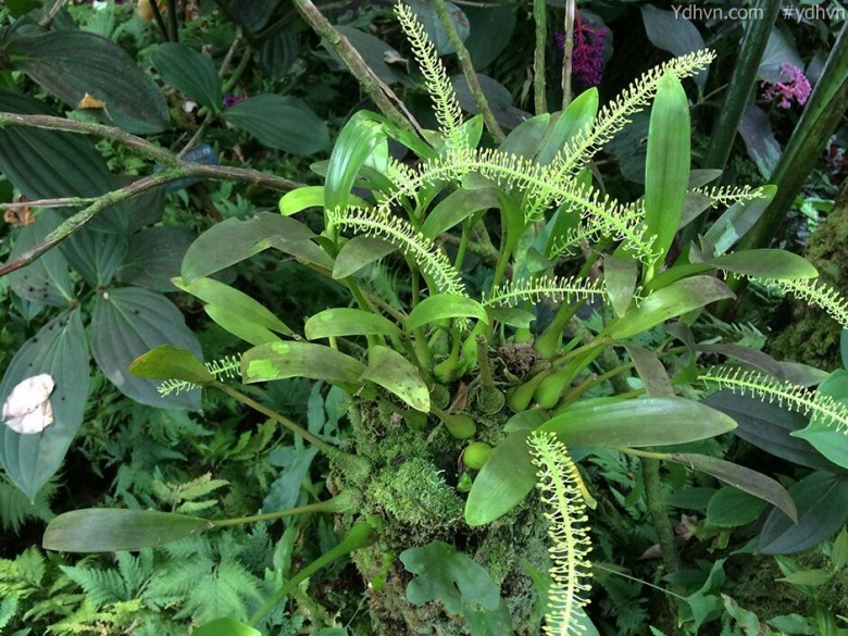 Tỏi tai dê hoa xanh, Nhẵn diệp hoa xanh, Lan tai dê nến - Liparis viridiflora Blume (L. longipes Lindl.), thuộc họ Lan - Orchidaceae.