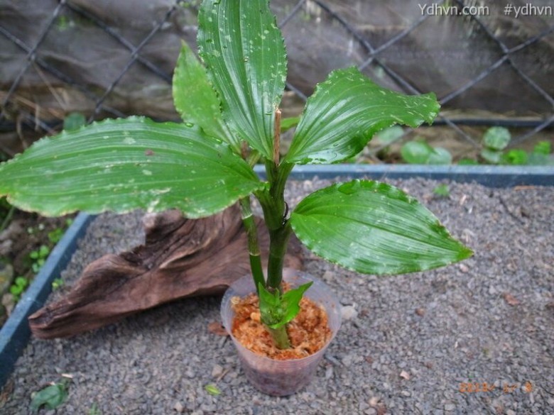 Tỏi tai dê hoa tím, Nhẵn diệp đen - Liparis nigra Seidenf., thuộc họ Lan - Orchidaceae.