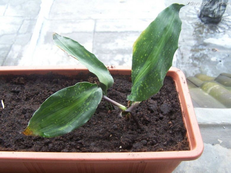 Tỏi rừng, Tỏi đá - Aspidistra typica Baill., thuộc họ Hoàng tinh - Convallariaceae.