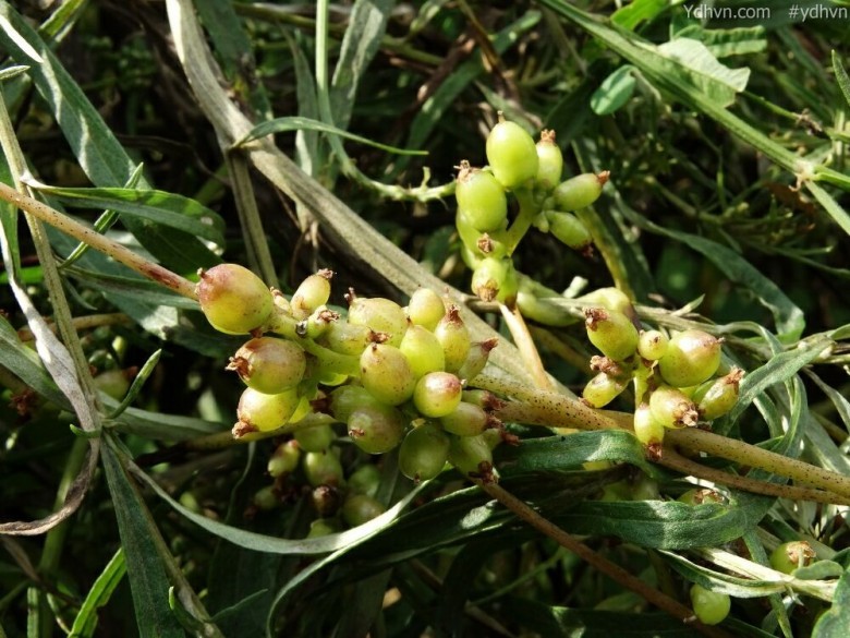 Tơ hồng Nhật, Tơ hồng lớn - Cuscuta japonica Choisy, thuộc họ Tơ hồng - Cuscutaceae.