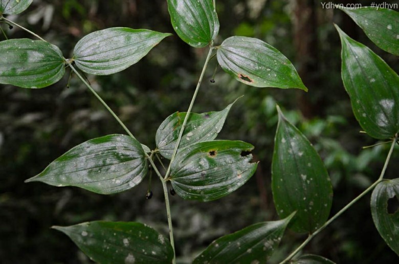 Tóc tiên rừng hoa cựa - Disporum calcuratum D. Don, thuộc họ Hoàng tinh - Convallariaceae.