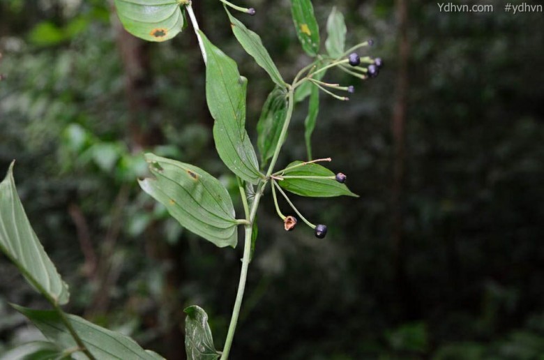 Tham khảo thêm hình ảnh cây 