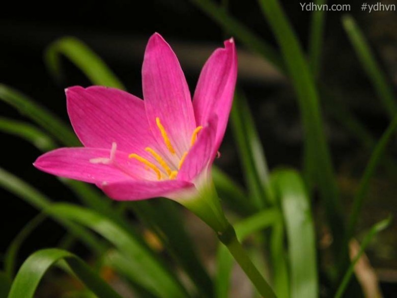 Tóc tiên hoa đỏ, Lan báo vũ, Phong huệ - Zephyranthes rosea (Spreng) Lindl., thuộc họ Loa kèn đỏ - Amaryllidaceae.