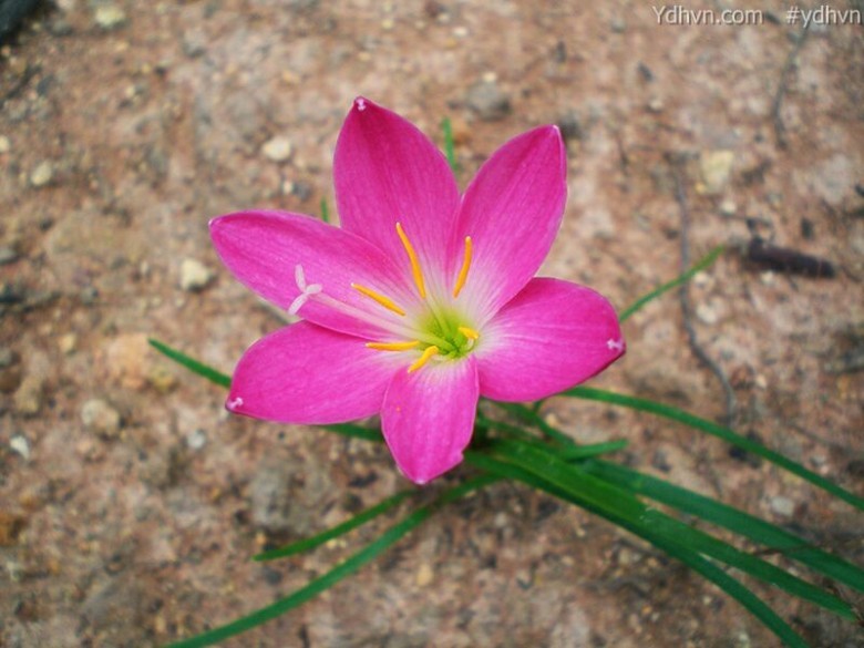 Thông tin hình ảnh tham khảo thêm