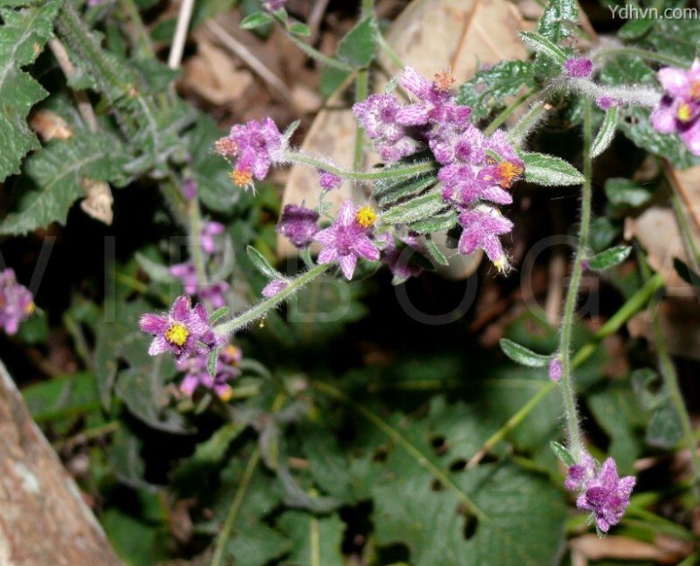 Hình ảnh cây Tiết tiết hồng