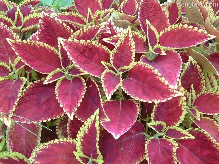 Hình ảnh cây Tía tô tây có tên khoa học là Plectranthus scutellarioides