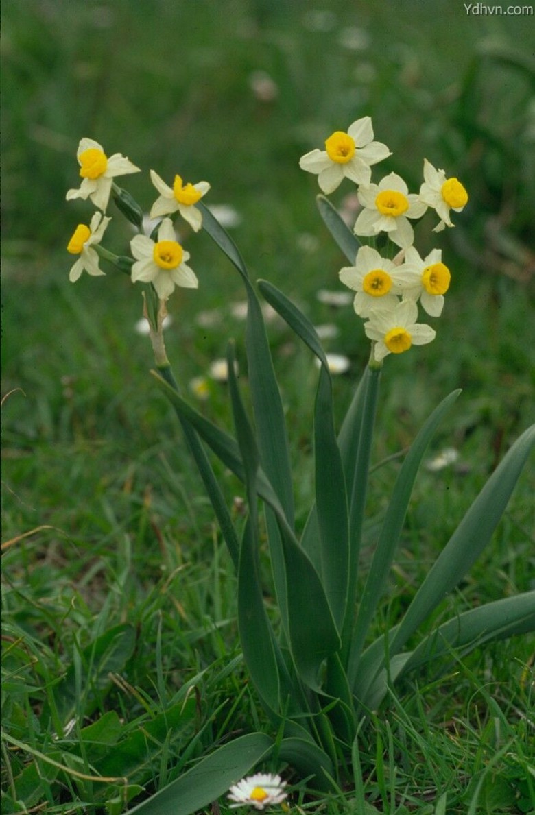 Hình ảnh bụi cây Thủy tiên - Narcissue tazetta
