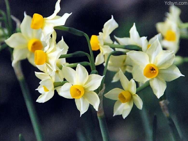 Hình ảnh hoa cây Thủy tiên