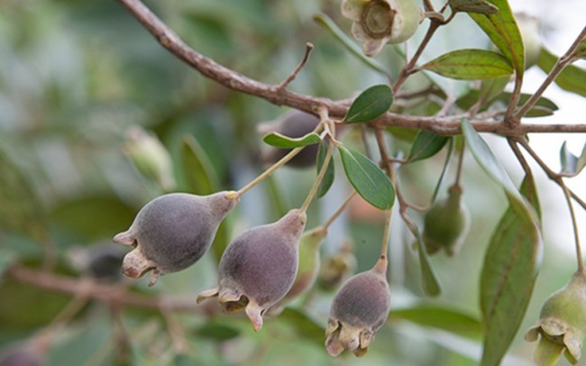 Thuốc từ quả sim chín