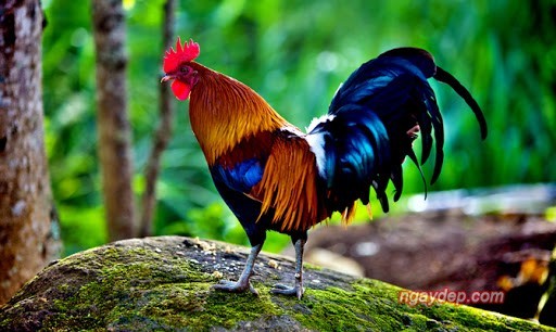 4. Tuổi dậu