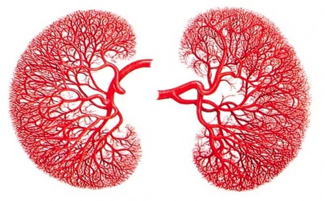 5 biểu hiện của một người sở hữu chức năng thận tốt