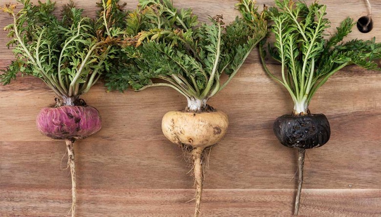 1. GIỚI THIỆU VỀMACA PERU