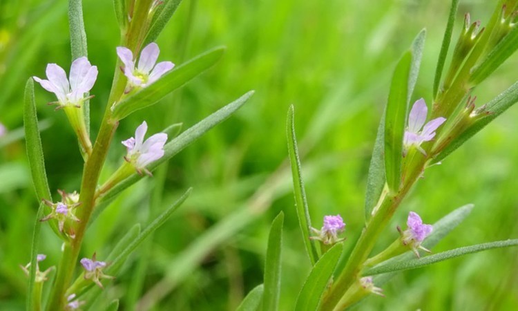Hình ảnh Cây Lythrum hyssopifolia