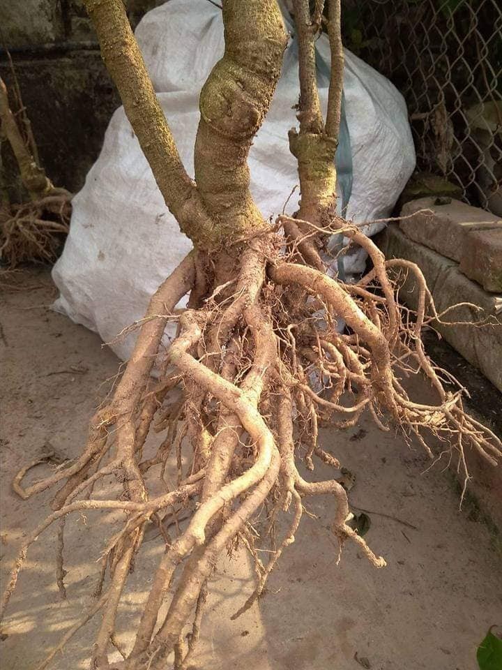 Rễ đinh lăng được dùng làm thuốc bổ với tác dụng tăng cường sức khỏe trị suy nhược cơ thể, giảm căng thẳng, chống mệt mỏi, bổ trí não.