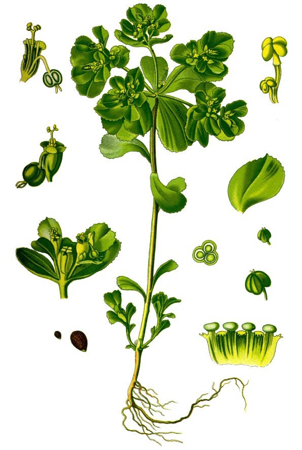 Mô tả Cây cỏ mắt mèo (Euphorbia Helioscopia).