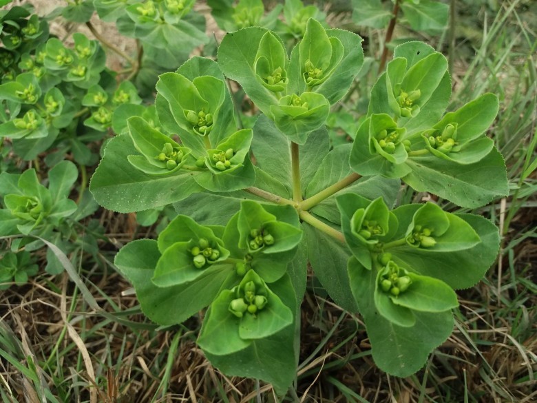 Hình ảnh Bụi cây cỏ mắt mèo.