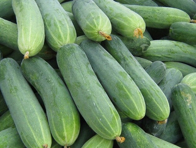 Dưa chuột (tên khoa học Cucumis sativus) (miền Nam gọi là dưa leo)