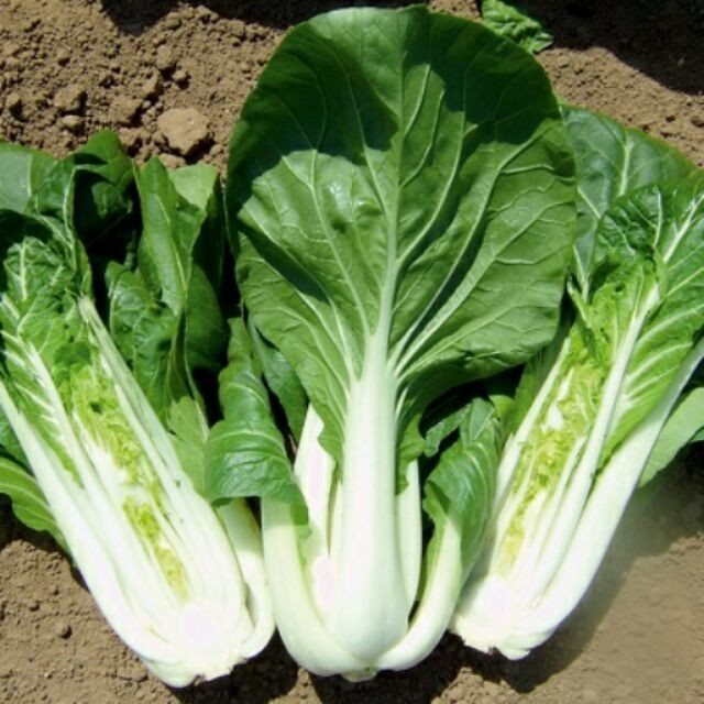 Cải bẹ trắng