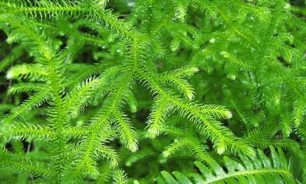 Công dụng và tác dụng của thông đất ít người biết
