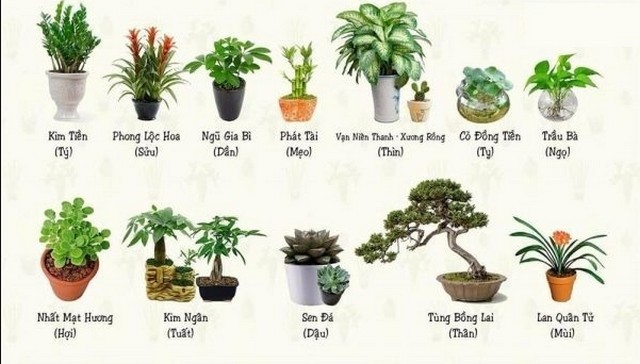 Trồng cây phù hợp với hướng của ban công
