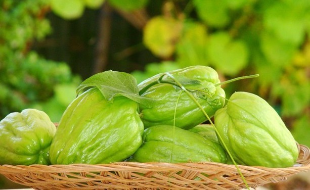 Công dụng của quả su su với sức khỏe