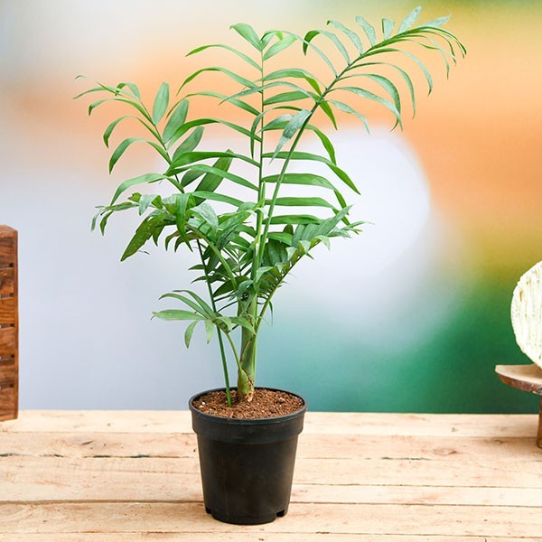 Cây cau tiểu trâm