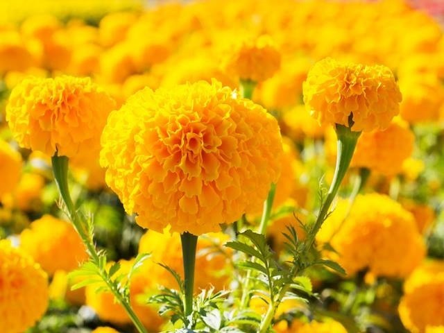 Cúc vạn thọ