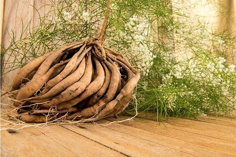 Trị phế nuy, hư lao, phong nhiệt, trị chứng nóng, khát: