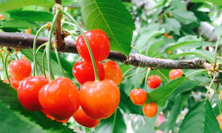 Vị thuốc từ quả Anh đào