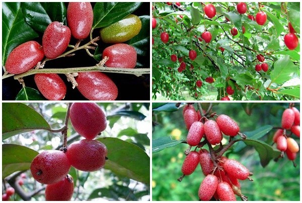 Món ăn, bài thuốc chữa bệnh từ quả nhót
