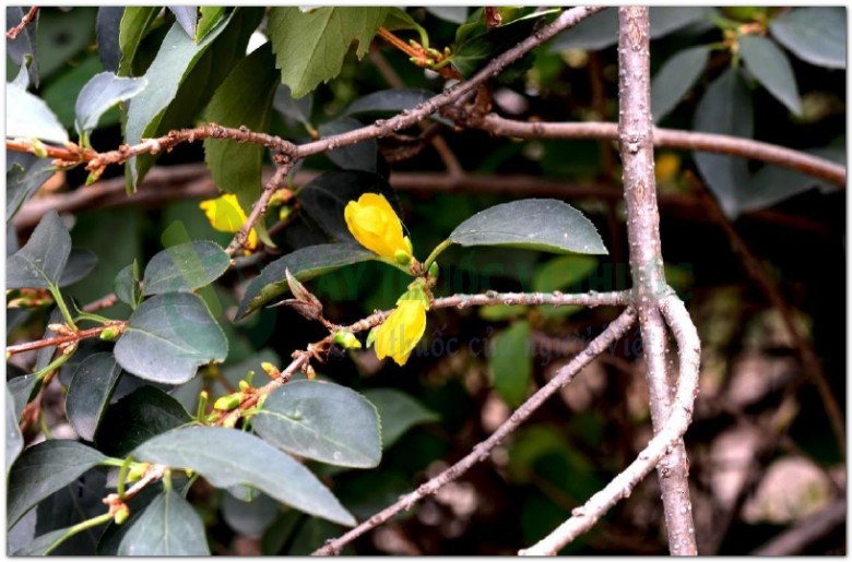 Liên kiều là quả của cây kiên kiều (Forsythia suspensa Vahl.), thuộc họ nhài (Oleaceae). Có 2 loại quả: thanh kiều và lão kiều.