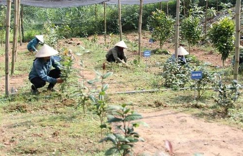 Trợ lực nhân rộng vùng cây dược liệu