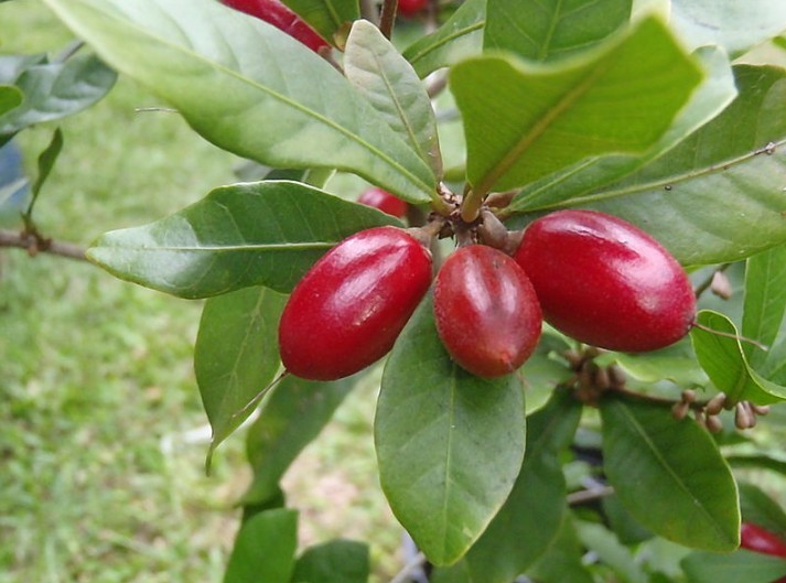 Thần kỳ - Synsepalum dulcificum (Schumach. & Thonn.) Daniell