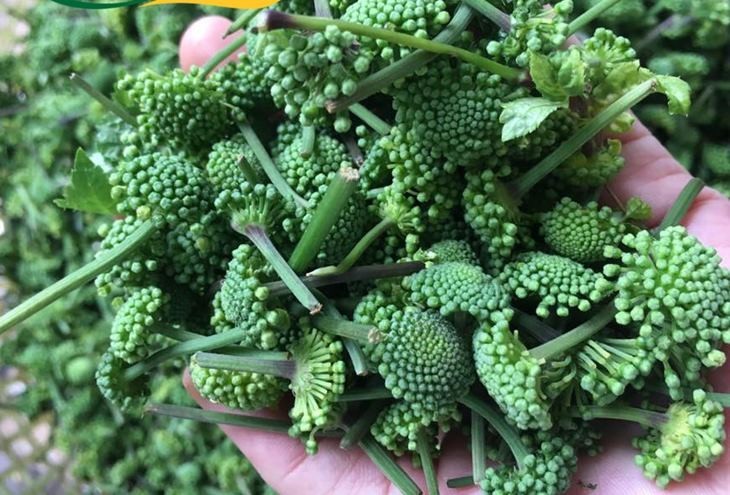 Vị thuốc quý từ xa xưa