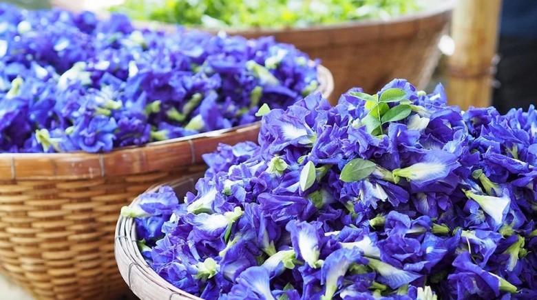 "Thần dược" chữa đủ bệnh