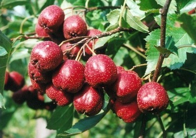 Sơn tra còn có tên hồng quả, sơn lý hồng, yên chi...
