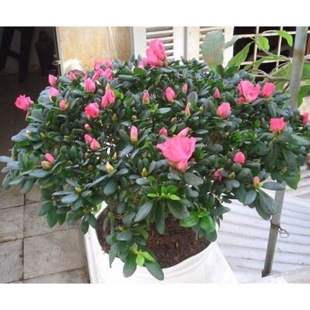 Công dụng chữa bệnh của cây đỗ quyên