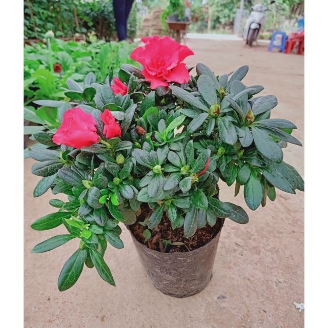 20 Bài thuốc thường dùng từ cây đỗ quyên