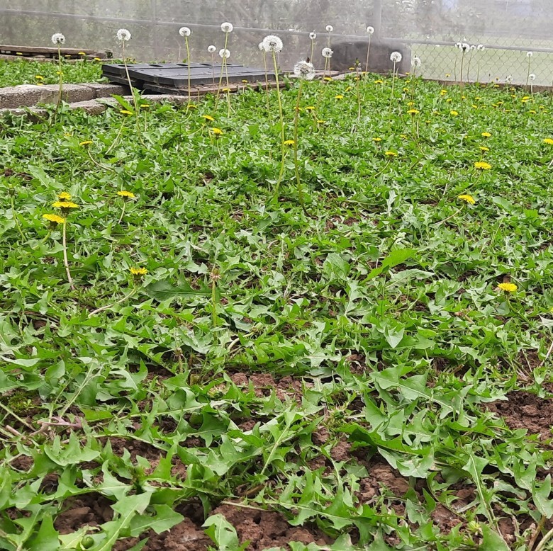 3. Các bài thuốc từ bồ công anh