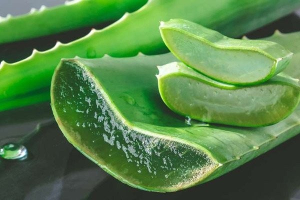 Đây là những Bài thuốc nam rất hay được sử dụng rất nhiều để chữa bệnh bằng cây lô hội