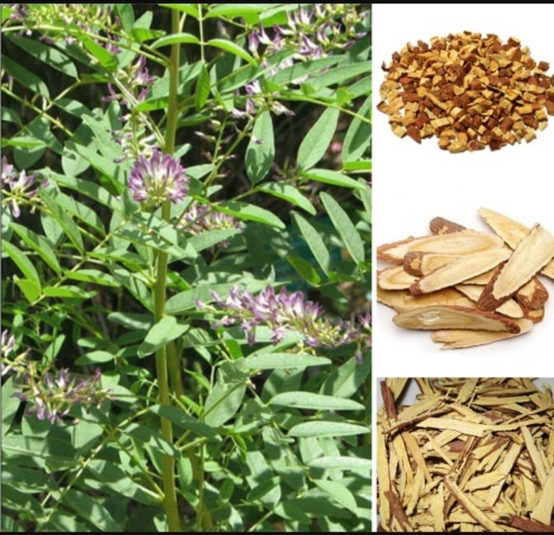 2. Các bài thuốc từ cam thảo