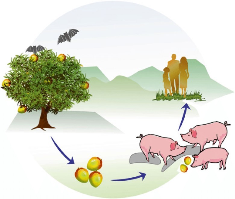 2. Virus Nipah (NiV) một loại virus thuộc chi Henipavirus