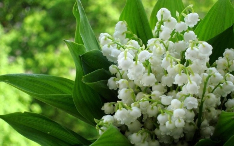 Cách chăm sóc hoa Linh Lan trắng