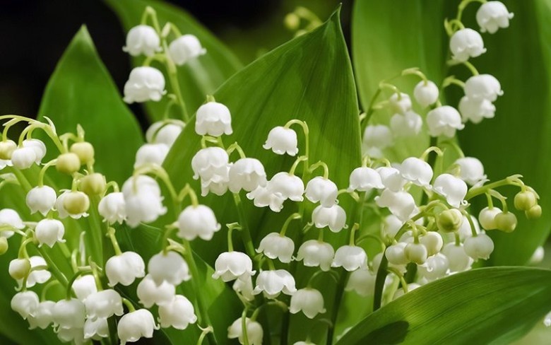 Lưu ý khi trồng và chăm sóc hoa Linh Lan trắng