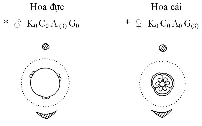 Hoa thức và Hoa đồ:
