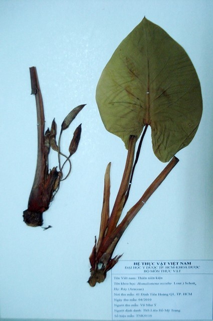 Tiêu bản: